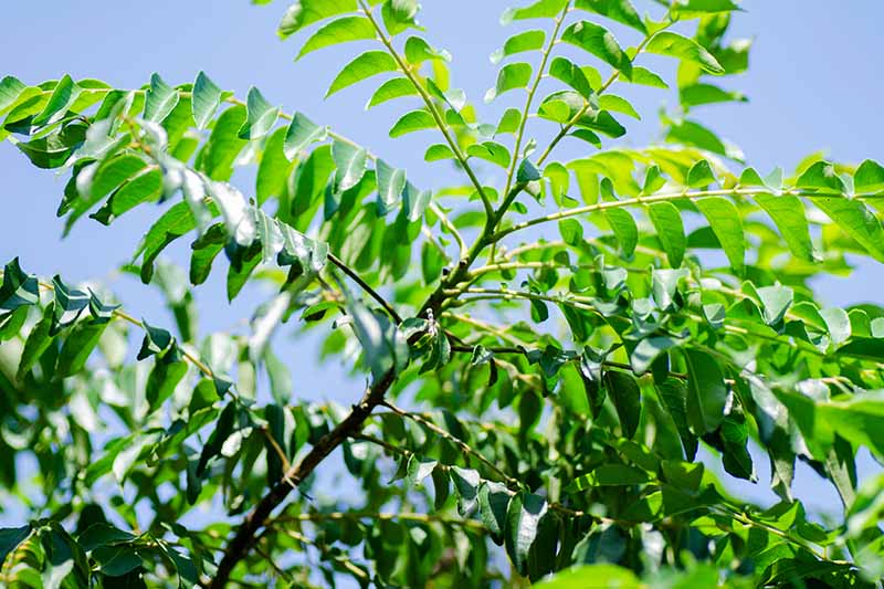 تصویری افقی نزدیک از شاخ و برگ درخت کاری که در فضای باز در زیر نور شدید خورشید روی پس‌زمینه آسمان آبی رشد می‌کند.