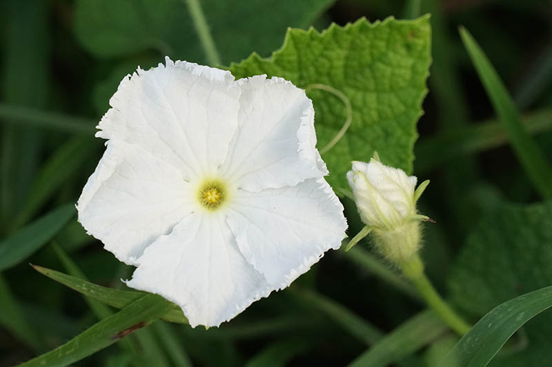 تصویر افقی نزدیک از یک گل کوچک سفید Lagenaria siceraria در حال رشد در باغ.