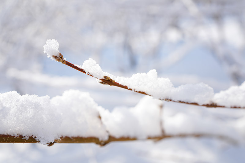 تصویر افقی نزدیک از شاخه‌های درختچه‌ای چوبی پوشیده شده در لایه‌ای از برف که در پس‌زمینه‌ای با فوکوس ملایم تصویر شده است.