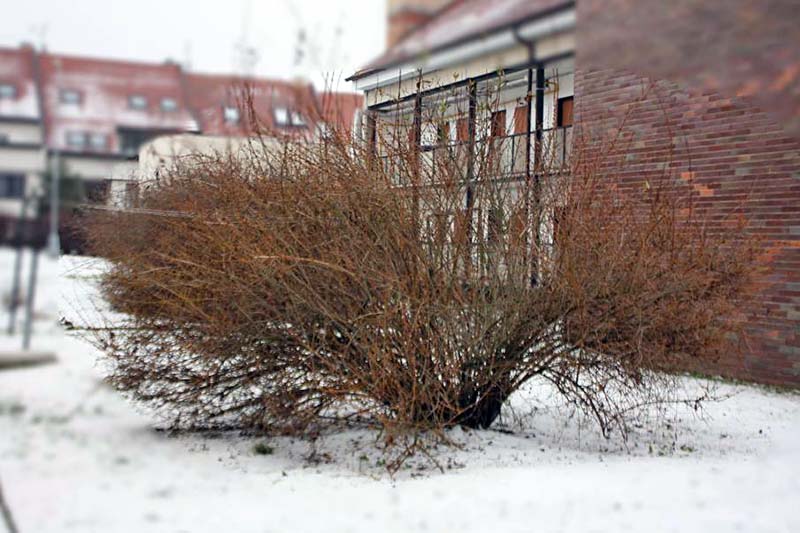 تصویری افقی از یک درختچه فورسیتیا که در بیرون از ساختمان آجری قرمز کاشته شده و هیچ برگ یا گلی از زمین پوشیده از برف روییده است.