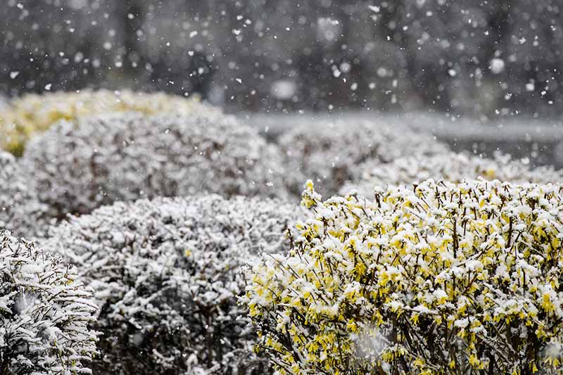 تصویری افقی نزدیک از درختچه‌های چند ساله فورسیتیا که در باغی پوشیده از گرد و غبار ملایم برف رشد می‌کنند.