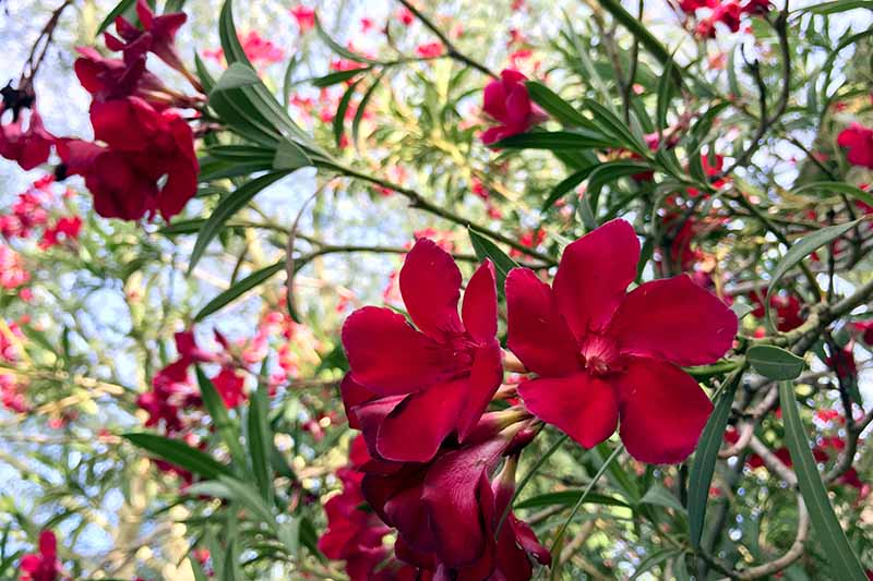 تصویر افقی نزدیک از گل‌های قرمز روشن در حال رشد در باغ با شاخ و برگ با فوکوس ملایم در پس‌زمینه.
