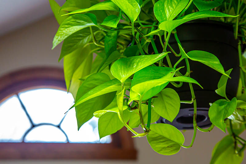 تصویر افقی نزدیک از یک گیاه پوتوس که در یک ظرف آویزان رشد می‌کند و برگ‌هایش روی لبه می‌ریزد، در راهروی یک اقامتگاه.