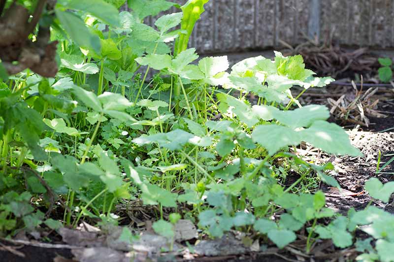 تصویر افقی نزدیک از تکه ای از Cryptotaenia japonica با نام مستعار mitsuba که در مکانی سایه دار در باغ با حصار سیمانی در پس زمینه رشد می کند.