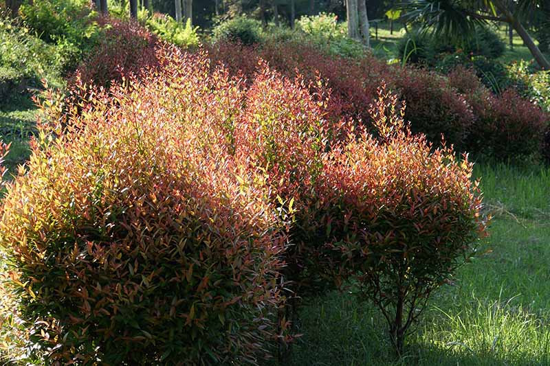 تصویر افقی نزدیک از یک پرچین غیررسمی با شاخ و برگ سبز و قرمز که در آفتاب روشن بعد از ظهر با صحنه باغ با فوکوس ملایم در پس‌زمینه تصویر شده است.