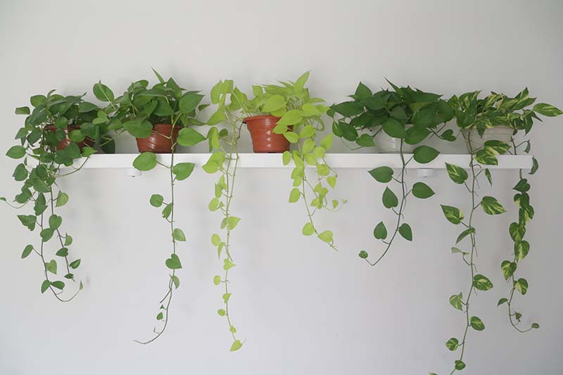 تصویری افقی از قفسه‌ای با پنج گیاه پوتوس مختلف که روی لبه دیواری سفید می‌ریزند.