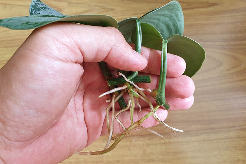 تصویر افقی نزدیک دستی از سمت چپ قاب که قلمه‌های ساقه یک گیاه پوتوس را نگه می‌دارد که ریشه‌های رشد یافته و آماده پیوند دارد.
