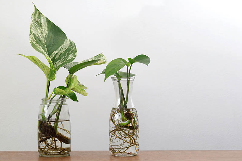تصویر افقی نزدیک از دو شیشه شیشه‌ای با گیاهان پوتوس در حال رشد در آب، روی یک سطح چوبی که در تصویر پس‌زمینه سفید قرار دارد.