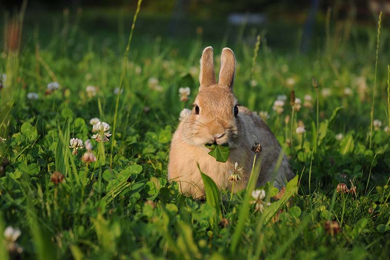 تصویر افقی نزدیک از خرگوش در حال خوردن برگ‌های قاصدک در چمن باغی که در زیر نور آفتاب به تصویر کشیده شده است.
