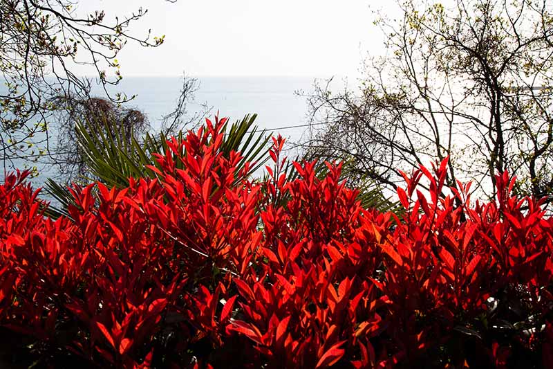 تصویری افقی از P. x fraseri «رابین قرمز کوچک» که به‌عنوان پرچین در باغی ساحلی با دریا در پس‌زمینه رشد می‌کند.