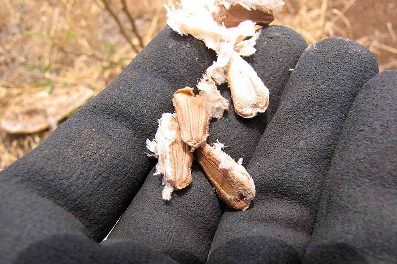 یک تصویر افقی نزدیک از یک دست دستکش که دانه‌های خشک شده را در دست گرفته است که از کدوی Lagenaria siceraria برداشته شده است.