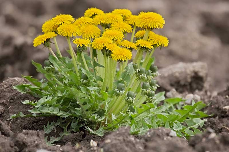 تصویر افقی نزدیک از یک دسته کوچک از گل‌های Taraxacum officinale که در خاک غنی در باغ رشد می‌کنند، روی پس‌زمینه‌ای با فوکوس نرم.