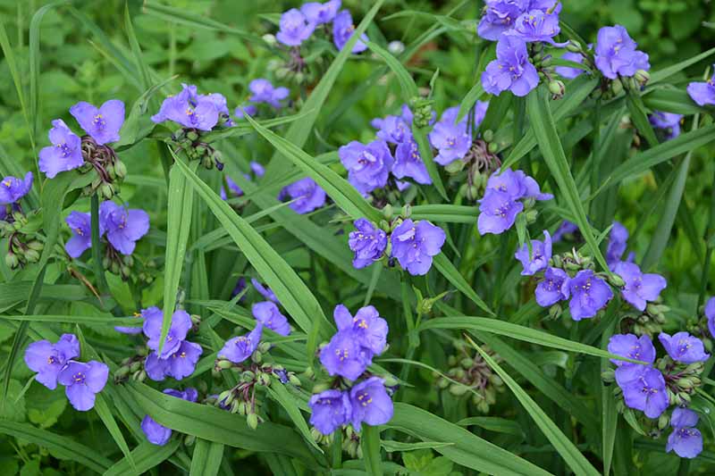 تصویر افقی نزدیک از انبوه گل‌های آبی کوچک که در باغ رشد می‌کنند.