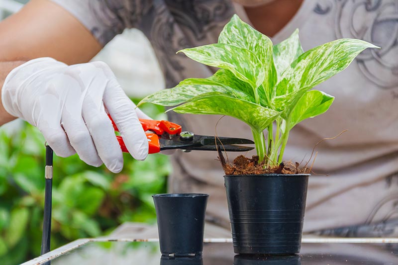 تصویر افقی نزدیک از یک دست دستکش از سمت چپ قاب که ساقه‌های یک گیاه پوتوس را که در یک گلدان سیاه رشد می‌کند اصلاح می‌کند.
