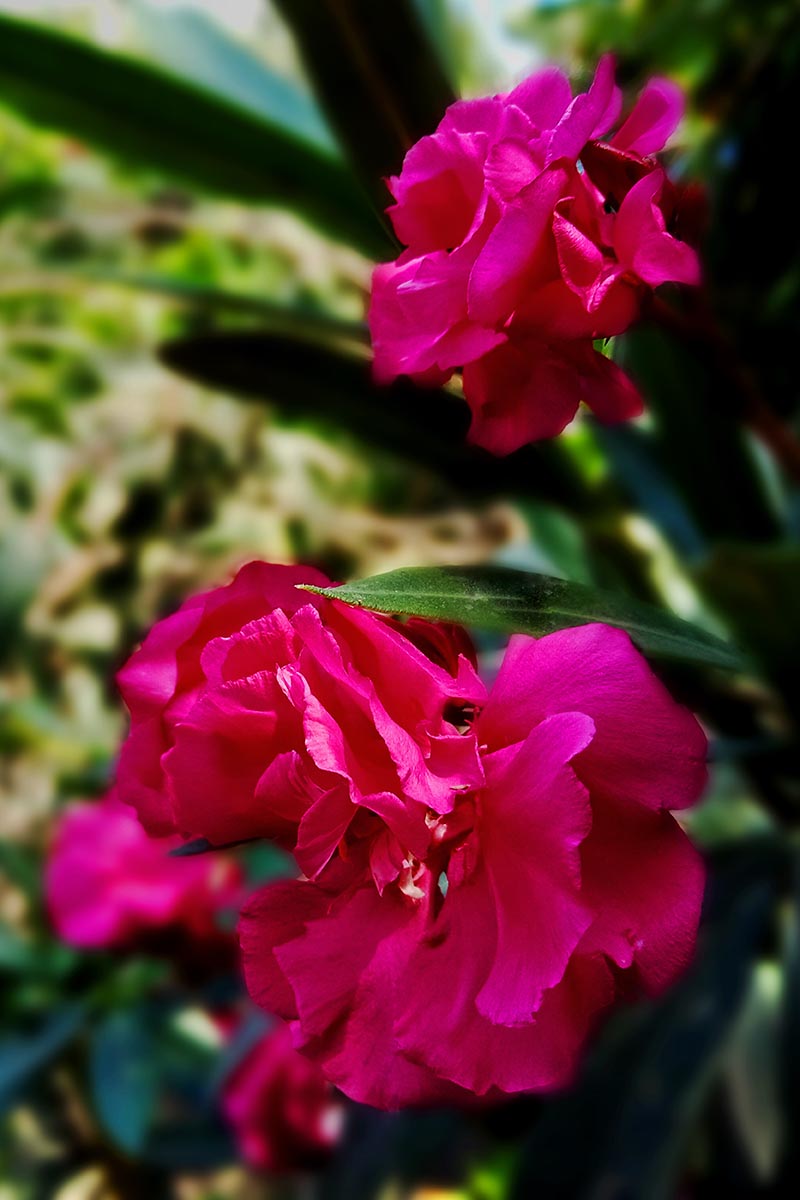 تصویر عمودی نزدیک از شکوفه‌های دوتایی Nerium 'Twist of Pink' که در باغ رشد می‌کنند، روی یک پس‌زمینه فوکوس نرم.