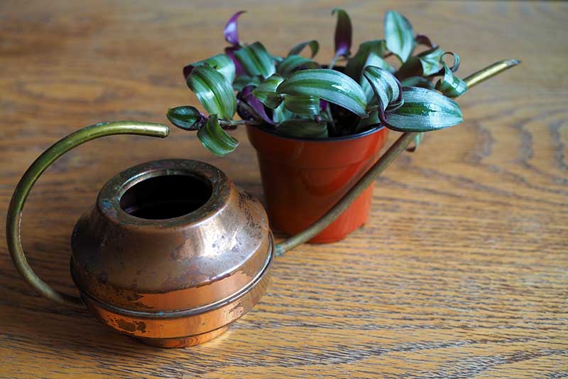 تصویر افقی نزدیک از یک گلدان کوچک با گیاه عنکبوتی که روی یک سطح چوبی قرار گرفته و یک قوطی فلزی در پیش زمینه قرار دارد.