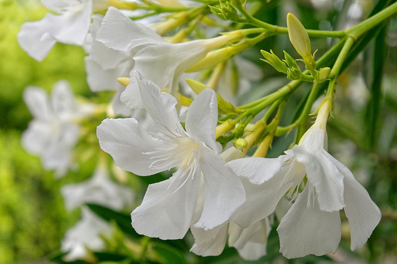 تصویر افقی نزدیک از گل‌های خرزهره سفید ظریف که در باغ رشد می‌کنند، روی پس‌زمینه‌ای با فوکوس نرم.