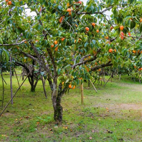 تصویر مربع نزدیک از درخت خرمالو آمریکایی در حال رشد در باغی با میوه پرتقال رسیده.
