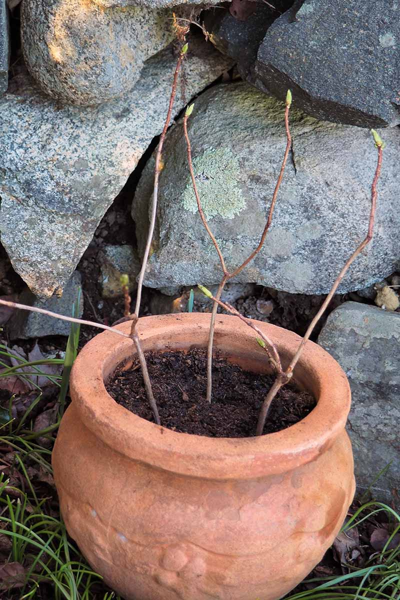 تصویر عمودی نزدیک از گلدان سفالی با قلمه‌های ساقه در حال ریشه‌دار شدن در نقطه‌ای سایه‌دار در باغ مقابل دیوار سنگی.