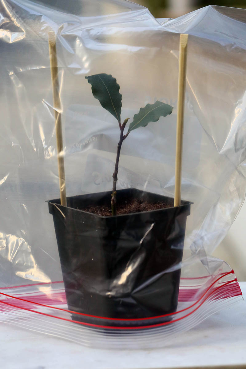 تصویر عمودی نزدیک از یک درخت لورل گلدانی با کیسه پلاستیکی برای تامین رطوبت.