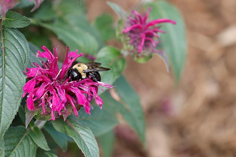 تصویر افقی نزدیک از گل‌های صورتی با زنبوری که در حال تغذیه است که در پس‌زمینه‌ای با فوکوس ملایم تصویر شده است.