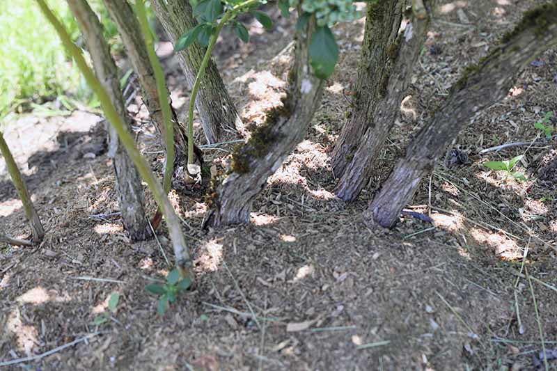 تصویر افقی نزدیک از یک بوته Vaccinium corymbosum با مالچ در اطراف پایین درختچه قرار گرفته است.