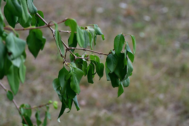تصویر افقی نزدیک از شاخ و برگ سبز و آویزان که روی پس‌زمینه فوکوس ملایم تصویر شده است.