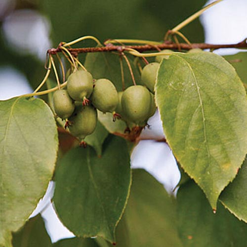 تصویر مربعی نزدیک از میوه‌های کیوی بسیار مقاوم که روی شاخه درخت انگور رشد می‌کنند که در پس‌زمینه‌ای با فوکوس ملایم تصویر شده است.
