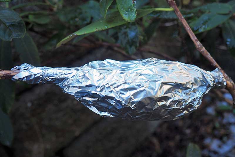 یک تصویر افقی نزدیک از یک ساقه گیاه که در ذغال سنگ نارس پیچیده شده و با فویل برای لایه‌بندی هوا احاطه شده است.