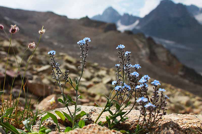 تصویری افقی از گل‌های آبی Myosotis asiatica که در دامنه‌ای سنگی با کوه‌هایی با فوکوس ملایم در پس‌زمینه رشد می‌کنند.