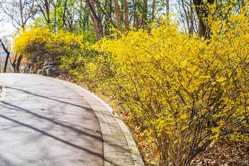 تصویری افقی از درختچه‌های زینتی با گل‌های زرد روشن که به‌عنوان یک پرچین غیررسمی در کنار راهرو رشد می‌کنند.