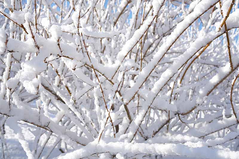 تصویر افقی نزدیک از یک درختچه چند ساله که در باغ پوشیده از یک اینچ برف رشد می کند.