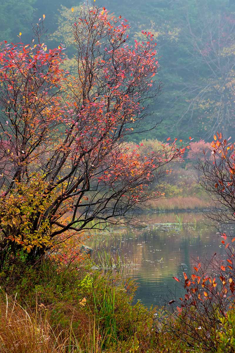 تصویری عمودی از یک بوته بزرگ بلوبری (Vaccinium corymbosum) که به‌طور وحشی در کنار دریاچه‌ای با رنگ‌های پاییزی رشد می‌کند.  در پس‌زمینه، دامنه‌ای با درختان و درختچه‌ها در فوکوس ملایم دیده می‌شود.
