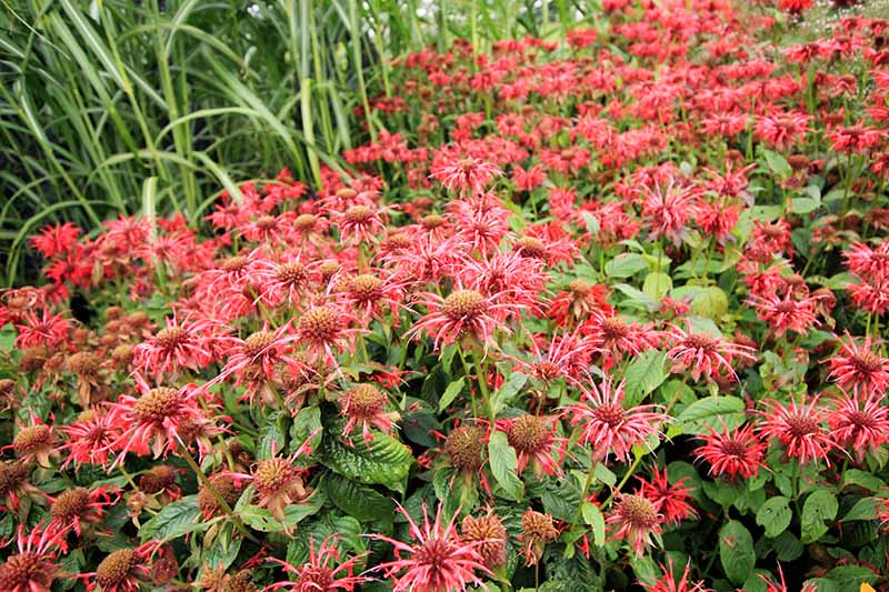 یک تصویر افقی نزدیک از یک غرفه بزرگ از گل‌های مومیایی زنبور قرمز که در باغ رشد می‌کنند و منطقه‌ای را اشغال می‌کنند.