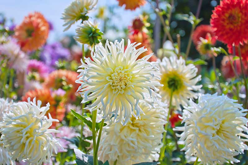تصویر افقی نزدیک از یک باغ پر از گل محمدی در اواخر تابستان در اشکال و رنگ های مختلف.