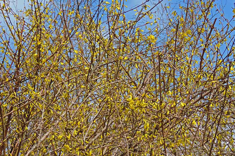 تصویر افقی نزدیک از یک درختچه فورسیتیا بیش از حد رشد کرده با گل‌های زرد روشن که در پس‌زمینه آسمان آبی تصویر شده است.