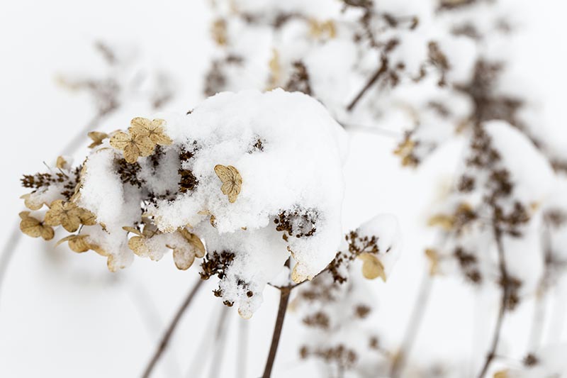 تصویر افقی نزدیک از یک گل مرده پوشیده شده در پوششی از برف که روی پس‌زمینه فوکوس ملایم تصویر شده است.