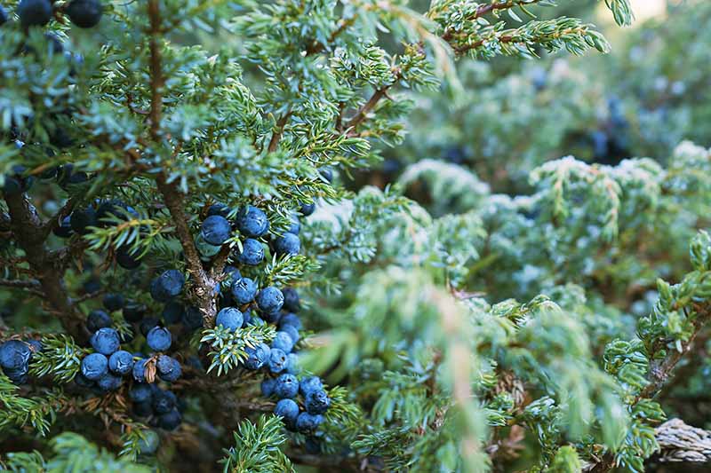 تصویر افقی نزدیک از توت‌ها در حال رشد روی درختچه Juniperus پوشیده از یخبندان سبک.