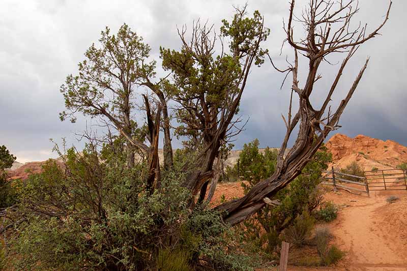 تصویر افقی نزدیک از درخت عرعر در حال رشد در صخره شومینه با تجمع ابرها در پس زمینه.