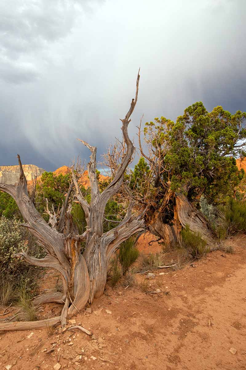 تصویری عمودی از استئوسپرمای بزرگ Juniperus در حال رشد وحشی با ابرها در پس زمینه.
