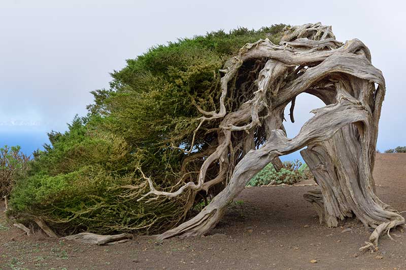 تصویری افقی درخت عرعر بزرگی که به صورت وحشی در ساحل با شکلی غیرعادی در نتیجه باد رشد می کند.