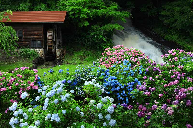 تصویری افقی از باغی در کنار رودخانه‌ای متلاطم با انبوهی از گل‌های رنگارنگ و یک چرخ‌خانه در پس‌زمینه.