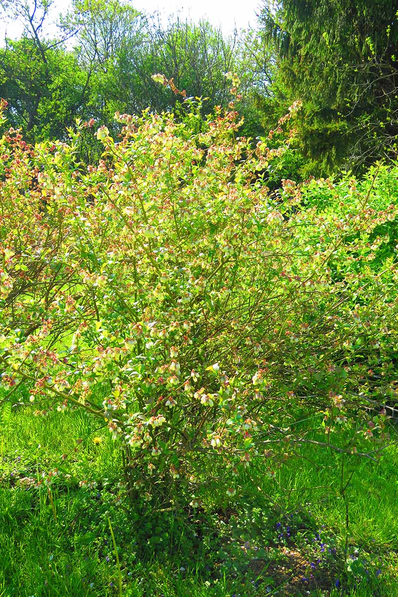 یک تصویر عمودی نزدیک از یک درختچه بلوبری مرتفع شمالی که در باغ رشد می‌کند و درختانی با فوکوس ملایم در پس‌زمینه.