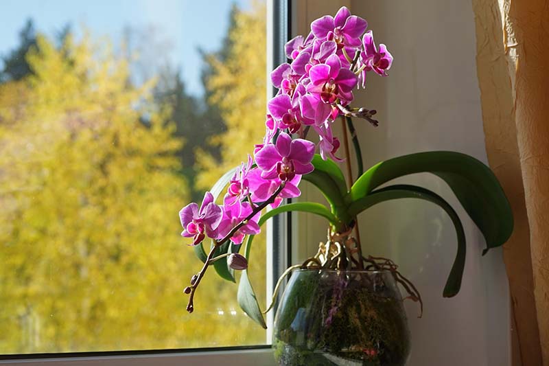 تصویر افقی نزدیک از گل‌های Phalaenopsis صورتی روشن که در گلدانی روی طاقچه آفتاب‌گیر رشد می‌کنند.