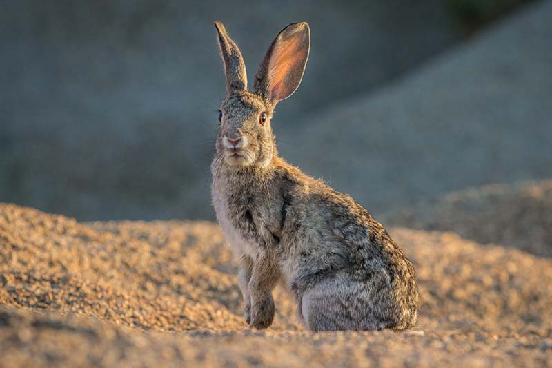 تصویر افقی نزدیک از یک خرگوش کوچک که در نور آفتاب روشن روی پس‌زمینه‌ای با فوکوس ملایم تصویر شده است.