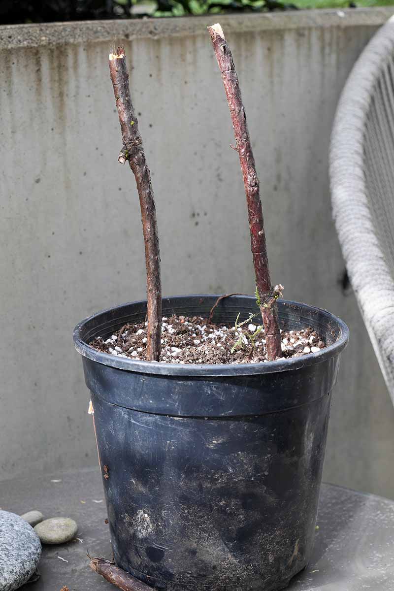 تصویر عمودی نزدیک از یک گلدان سیاه با دو شاخه چوب سخت خفته که در خاک گلدان ریشه دارند، روی یک سطح بتنی در یک بالکن.