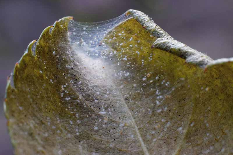 تصویر افقی نزدیک از تارهای ایجاد شده توسط کنه‌های عنکبوتی بر روی برگ یک گیاه که در پس‌زمینه‌ای با فوکوس ملایم تصویر شده است.