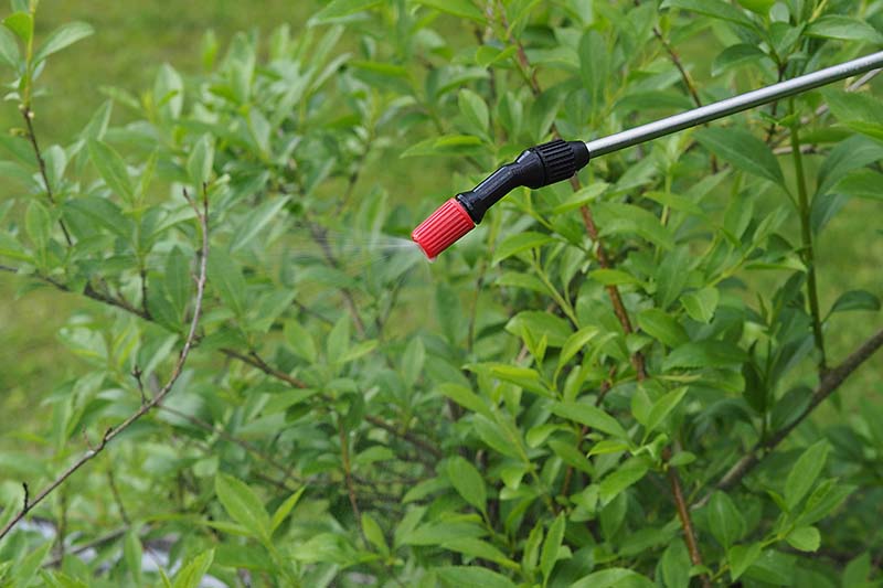 تصویر افقی نزدیک از یک شلنگ اسپری که در حال درمان یک درختچه در باغ است.