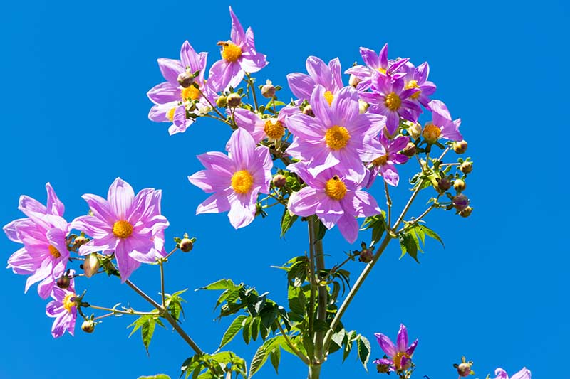 تصویر افقی نزدیک از گل‌های صورتی ظریف D. maxonii که در پس‌زمینه آسمان آبی تصویر شده است.