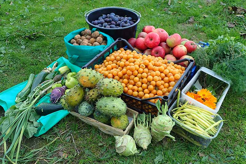تصویر افقی نزدیک از انواع میوه ها و سبزیجات مختلف که تازه از باغچه خانه برداشت شده اند.